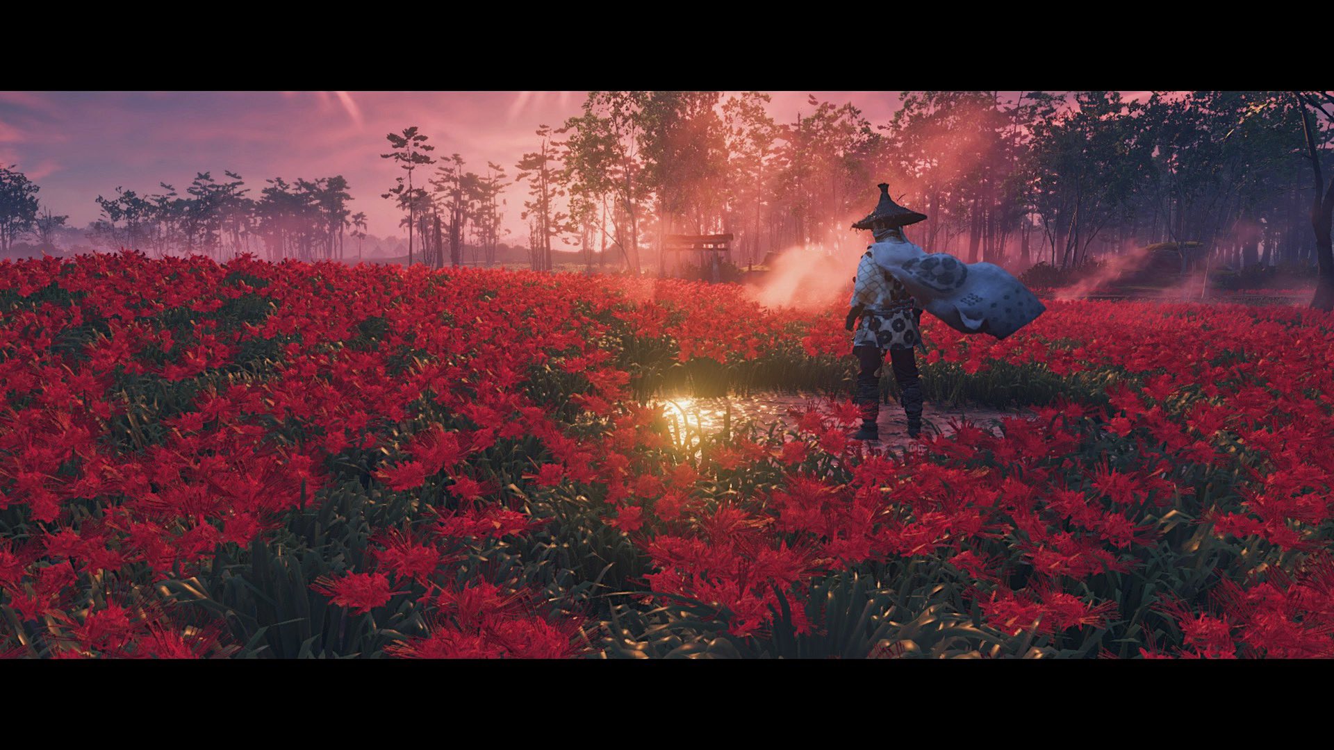 Ghost of Tsushima Сакура