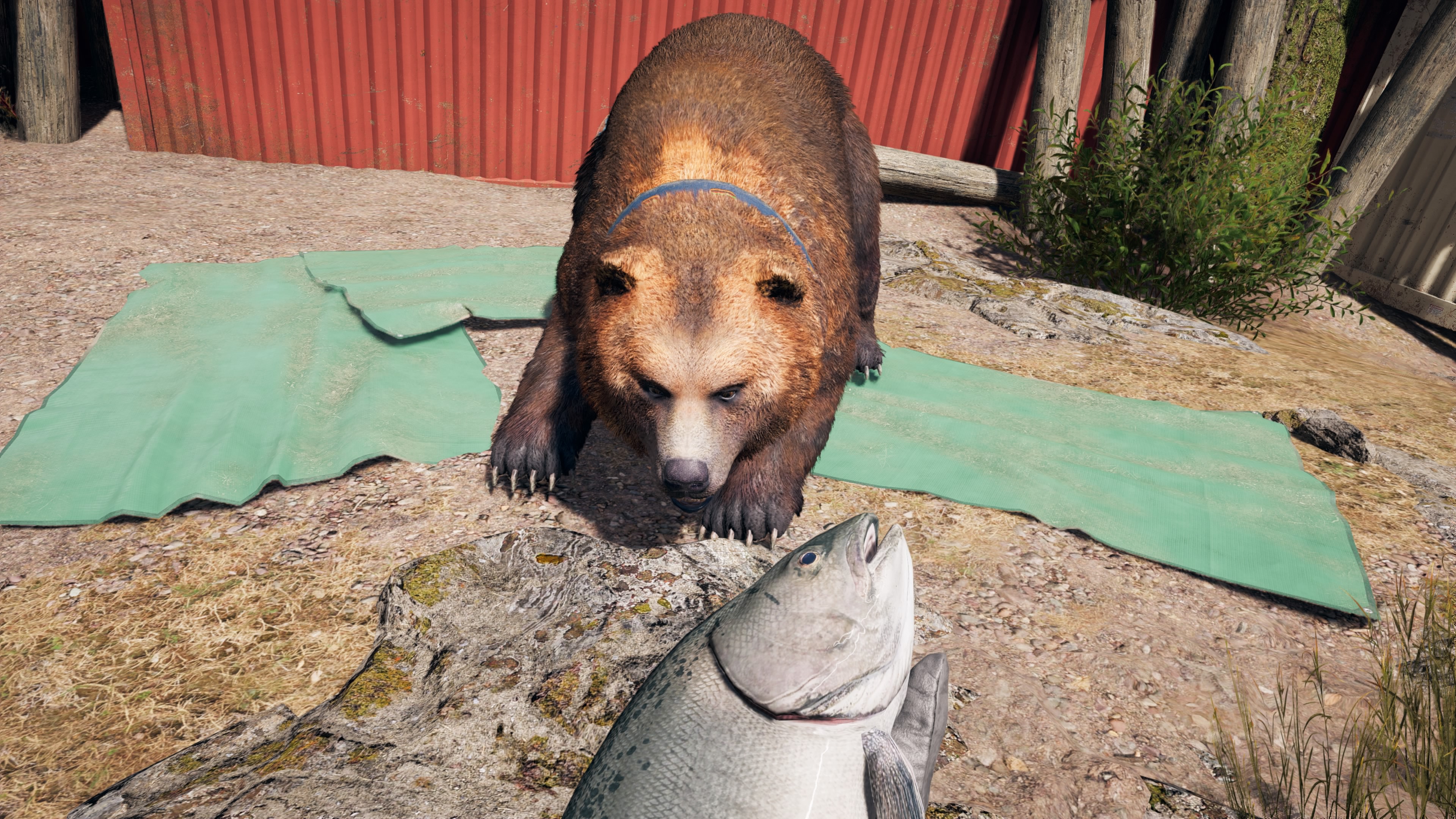 Far Cry 5: гайд по охоте на диких зверей