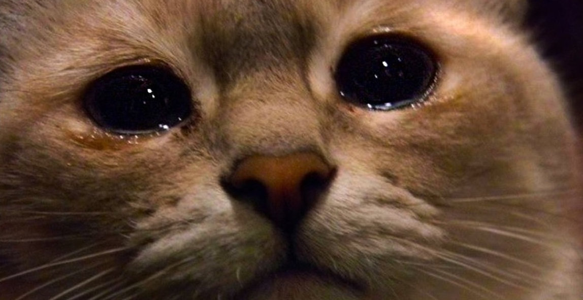 В интернете все делают мемы про грустную кошку. 
